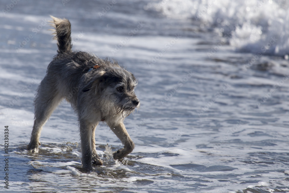 Cani in spiaggia