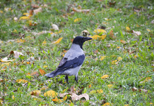 Hooded crow on the grass. A bird of the family Corvidae