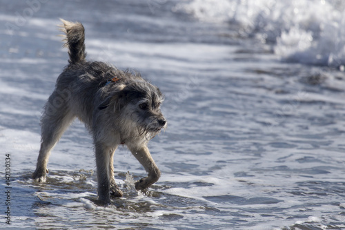 Obraz na płótnie Cani in spiaggia w salonie