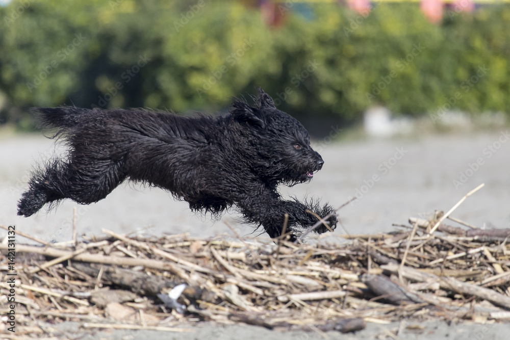 Cani in spiaggia