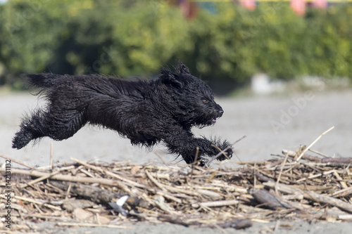 Obraz na płótnie Cani in spiaggia w salonie