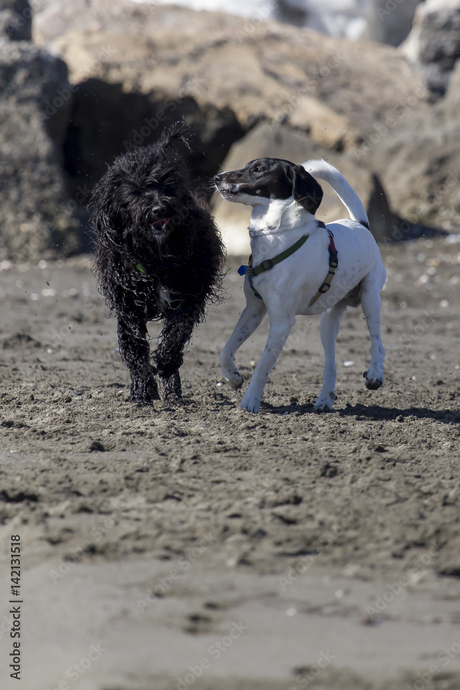Cani in spiaggia