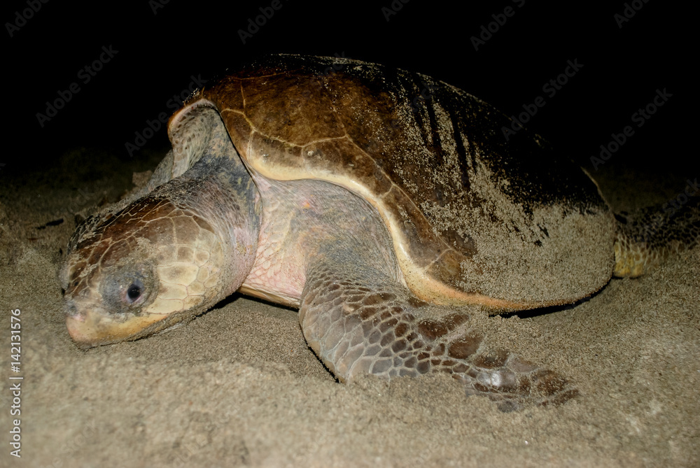 Obraz premium Turtle in Oaxaca