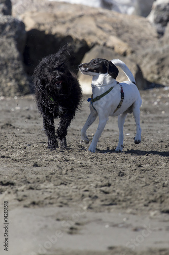 Obraz na płótnie Cani in spiaggia w salonie