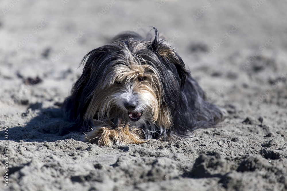 Cani in spiaggia