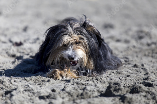 Obraz na płótnie Cani in spiaggia w salonie