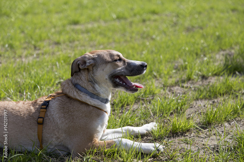 Obraz na płótnie Cani al parco w salonie
