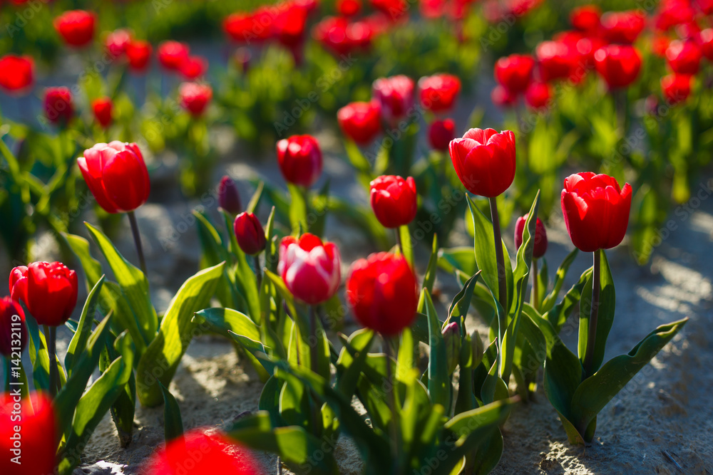 Fototapeta premium Tulipes Rouges dans le champ
