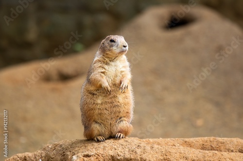 Prairie dog