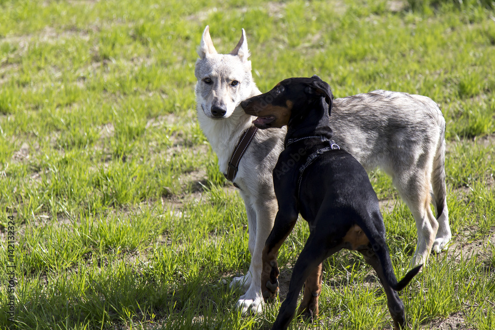 Cani al parco