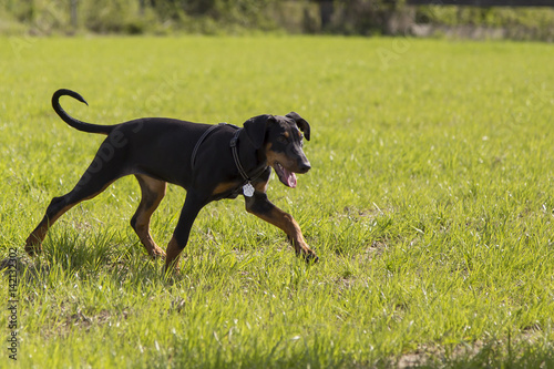Obraz na płótnie Cani al parco w salonie
