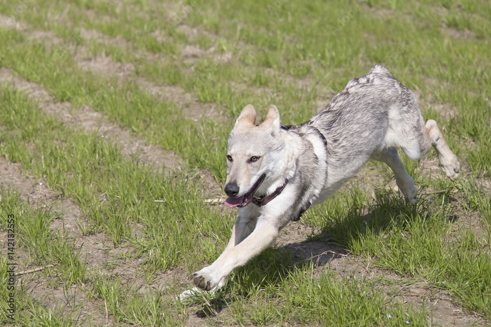Cani al parco
