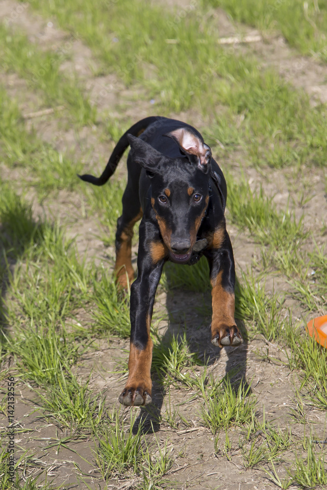 Cani al parco