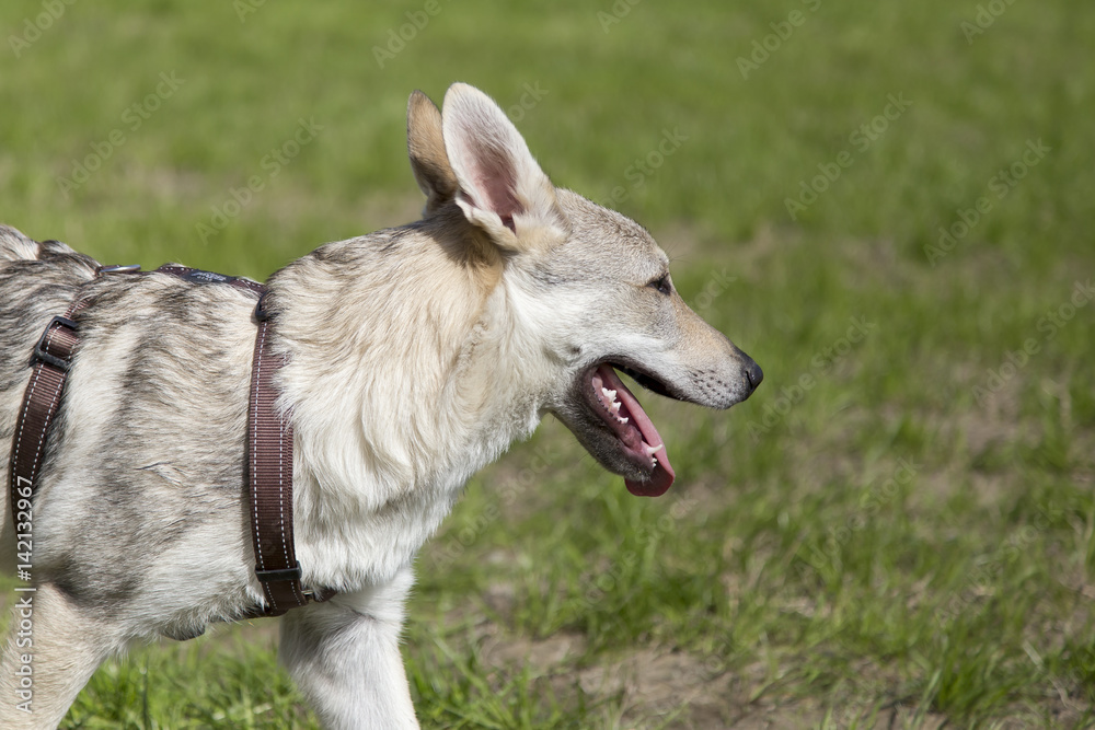 Cani al parco
