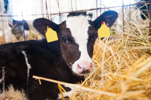 Calf in the cowshed photo