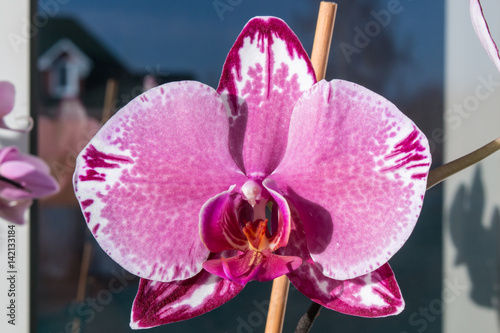 Spotted colorful Orchid phalaenopsis close at sun ray photo