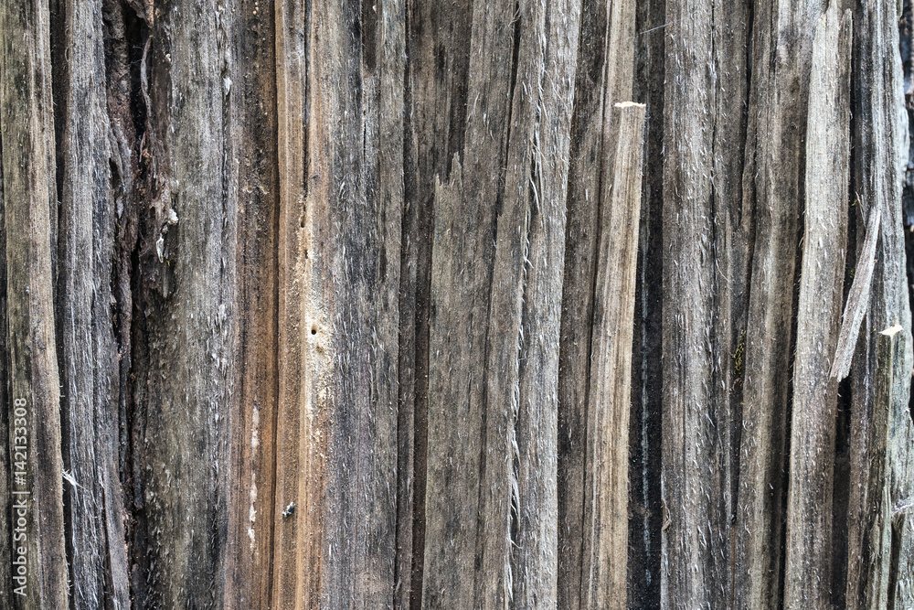 Wood textured,Natural material design for interior and exterior,Dirty wood panel. Wood textured,Natural material design for interior and exterior,Dirty wood panel.