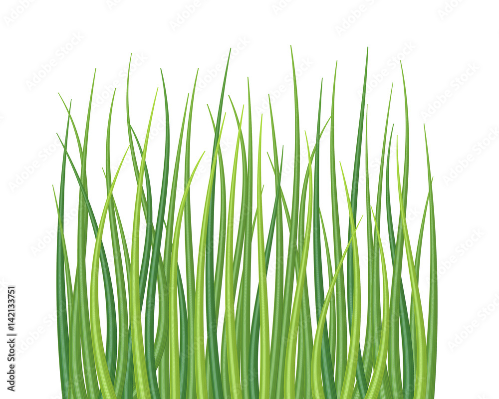 High quality textured grass on white vector illustration. High quality textured grass on white vector illustration.