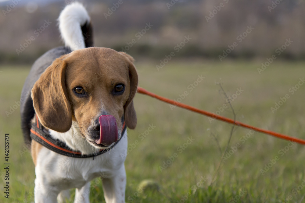 Cani al parco