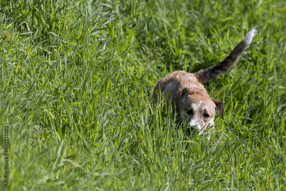 Cani al parco