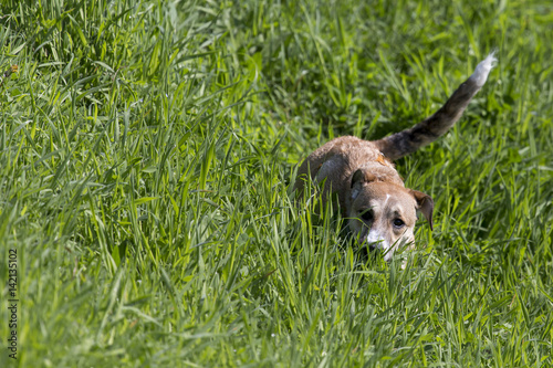 Obraz na płótnie Cani al parco w salonie