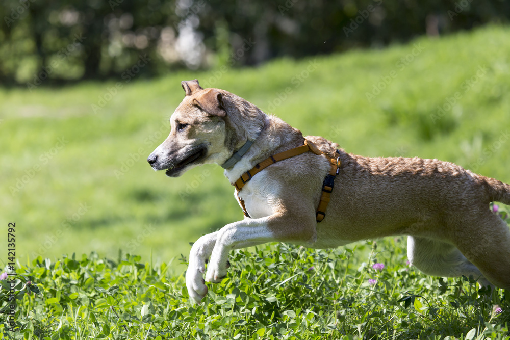 Cani al parco