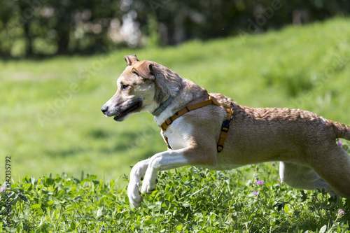Obraz na płótnie Cani al parco w salonie