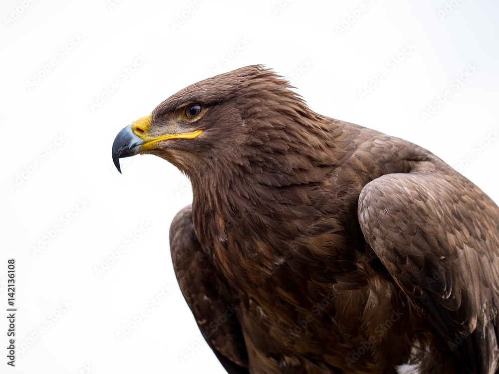 Harris hawk portrait (Parabuteo unicinctus) isolated on white background Harris hawk portrait (Parabuteo unicinctus) isolated on white background