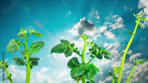 Rapidly growing potato sprouts, time-lapse with clouds