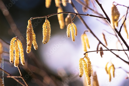 Closeup of colorful hazel catkins during spring