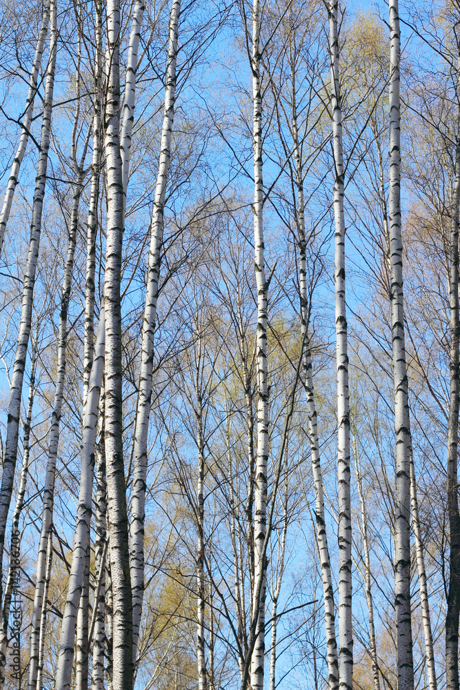 Spring trees Spring trees