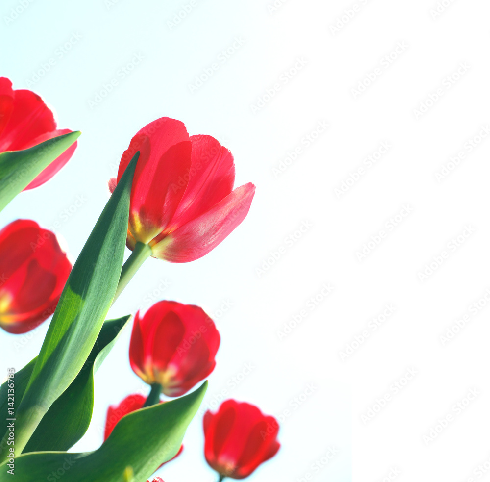 Fototapeta premium Red tulips