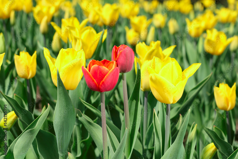 Obraz premium Spring tulips
