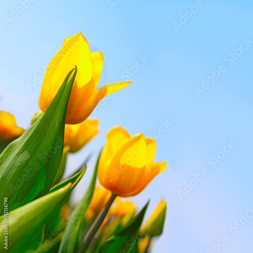 Yellow tulips in the garden