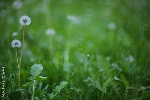 White dandelion in grass