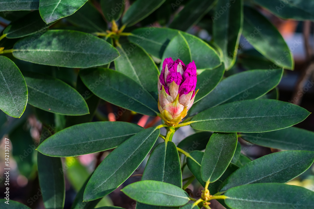Bright pink tropical flower azalea blossom with deep green background Bright pink tropical flower azalea blossom with deep green background