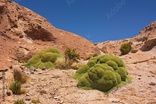 Yareta ( Azorella compacta)  on Altiplano in Bolivia photo