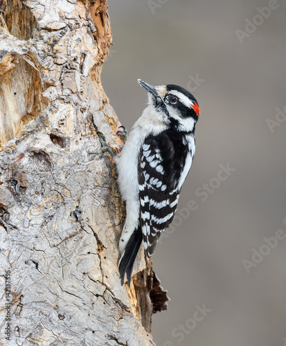 Male Downy Woodpecker  