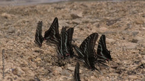 Butterflies Eurytides epidaus photo