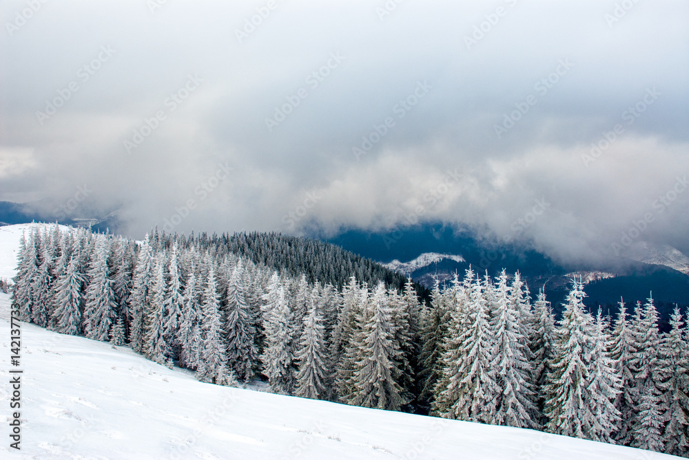 Dramatic wood in mountains after snowfall Dramatic wood in mountains after snowfall