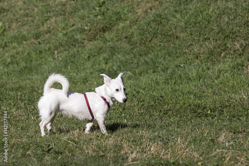 Obraz na płótnie Cani al parco w salonie