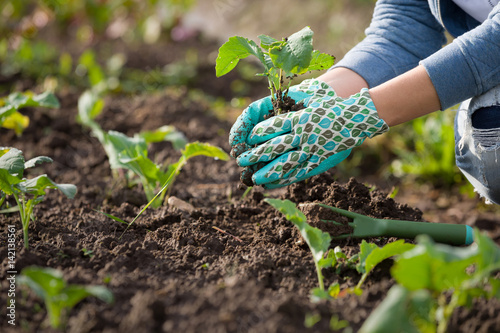 Closeup of gardener's hands planting small flowers at back yard in spring