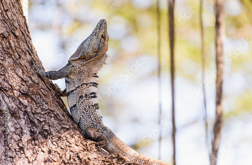 Black spiny-tailed Iguana on trees in Costa Rica