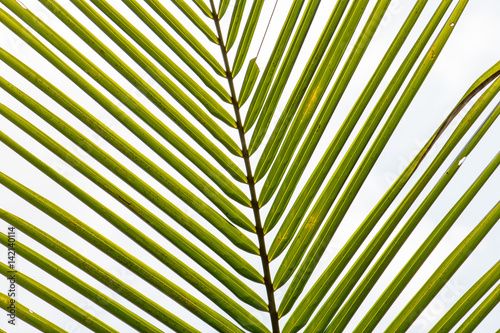 green leaf of coconut isolated on white sunlight with tall tree