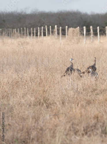 A rafter of turkeys heading into the woods near Baffin Bay, Texas.