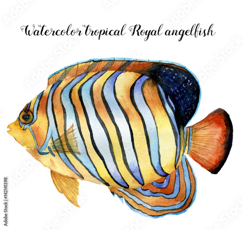 Watercolor Royal angelfish. Hand painted tropic fish isolated on white background. Underwater animal illustration for design, fabric or print. photo