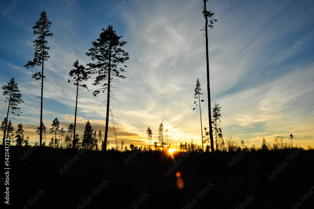 Silhouettes of high pines in the sunset sky