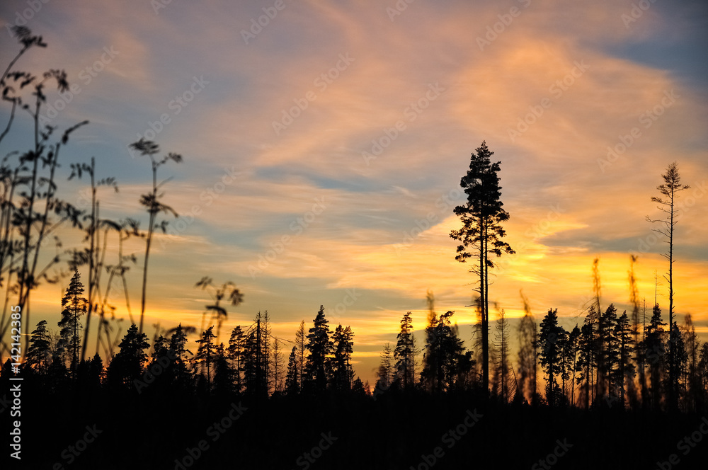 Silhouettes of high pines in the sunset sky