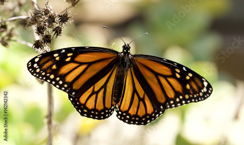 Monarch Butterfly