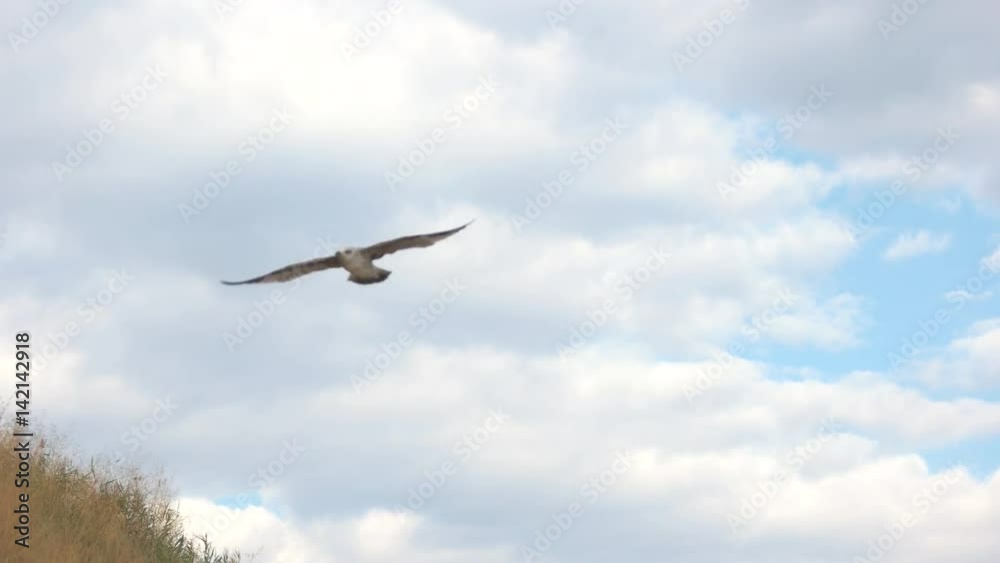 Bird flying near a hill. Seagull in the sky. The gift of freedom. Not afraid of heights. Bird flying near a hill. Seagull in the sky. The gift of freedom. Not afraid of heights.